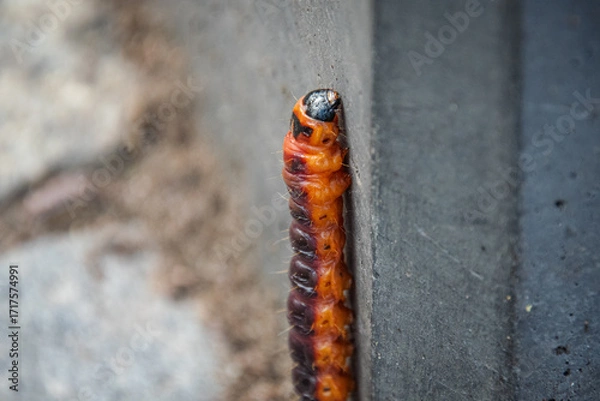 Obraz Caterpillar - Cossus cossus - Close up