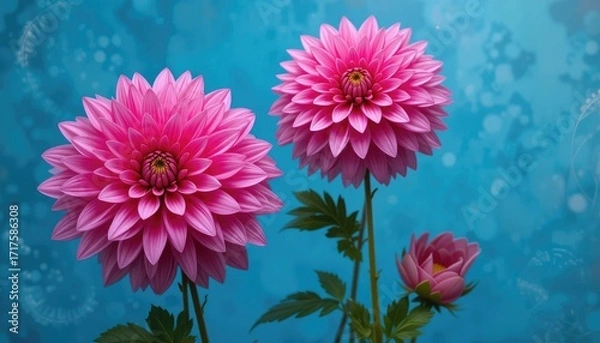 Fototapeta “Blush in Bloom: Stunning Pink Dahlias Unfold Their Petals Against a Creative Blue Backdrop, Blending Vibrant Elegance and Artistic Charm in a Captivating Floral Display.”
