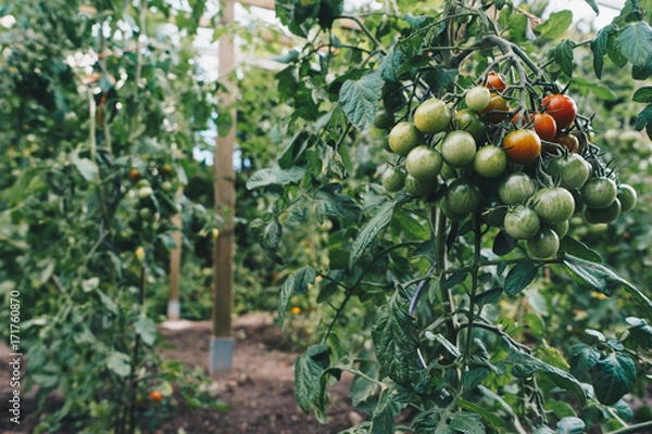 Obraz Red and green tomatoes on garden.