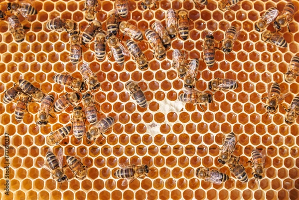 Fototapeta Honey Bees working on honeycomb close-up shot.