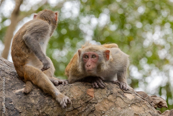 Fototapeta Macaques in nature. Macaques constitute a genus (Macaca) of gregarious monkeys.