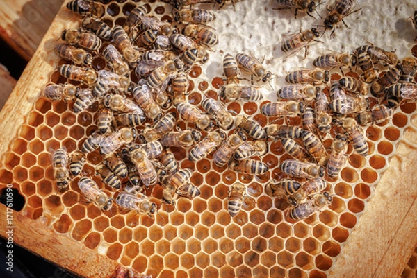 Fototapeta Honey Bees working on honeycomb close-up shot.