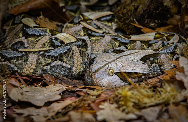 Fototapeta The Gaboon viper (Bitis gabonica), also called the Gaboon adder