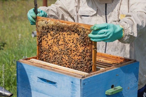 Fototapeta Beekeeper wearing a protective suit tending to beehives ensuring the well-being of the bees. Honey bees flying into wooden beehives.