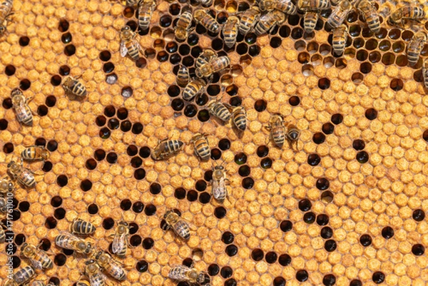 Fototapeta Honey Bees working on honeycomb close-up shot.