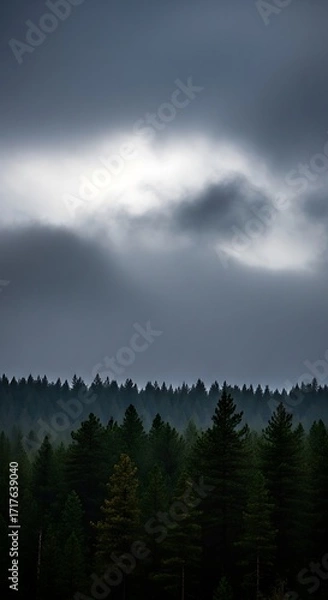 Fototapeta A dense forest line stretches beneath a moody, overcast sky, illuminated by a soft, diffused light.