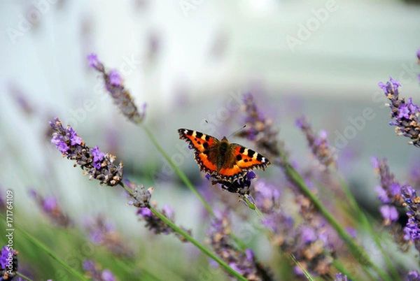 Fototapeta Close up of open wingspan of Beautiful Tortoiseshell Butterfly resting on a stem surrounded by Lavender