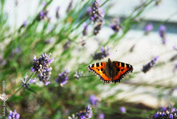 Fototapeta Close up of open wingspan of Beautiful Tortoiseshell Butterfly resting on a stem surrounded by Lavender