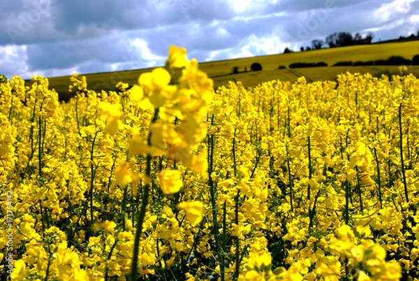 Fototapeta Bright Yellow Blooming Rapeseed Fields in spring time, frame filled with beautiful rapeseed plants