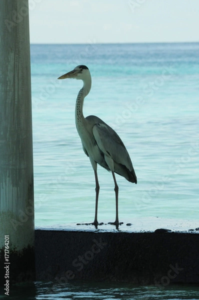 Fototapeta Grey Heron or tropical bird stands under pier in the Indian Ocean