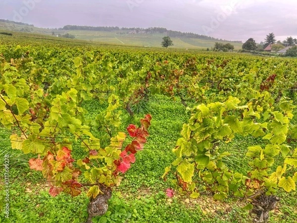 Obraz  Vignoble Bourguignon en automne 