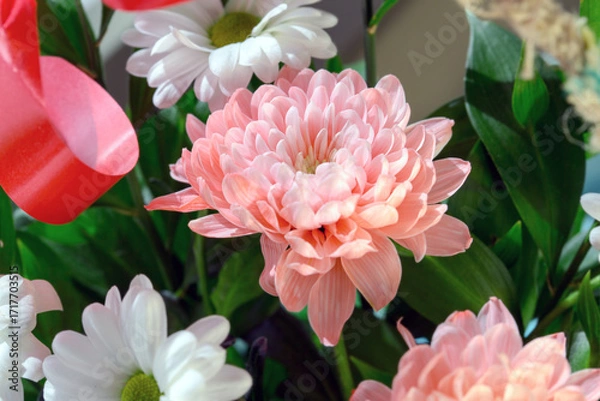Fototapeta Pink chrysanthemum and white daisy flower with red ribbon close-up