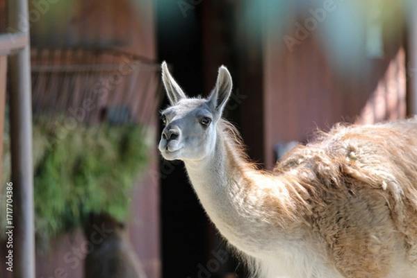 Fototapeta Baby guanaco at the zoo on a sunny day