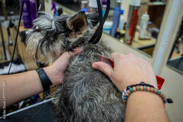 Fototapeta Close-up of a professional groomer carefully combing a Schnauzer’s fur during a grooming session, emphasizing care, detail, and pet hygiene