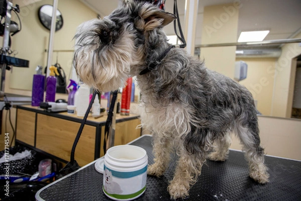 Fototapeta Untrimmed Schnauzer standing on a grooming table next to a product container, showing the beginning of a grooming session in a professional pet care environment