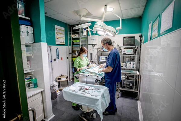 Fototapeta Two veterinary professionals conducting surgery on an animal under anesthesia, surrounded by sterile instruments and medical equipment in a modern clinic