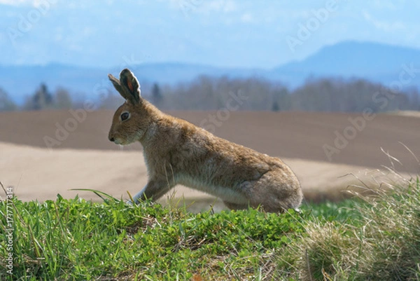 Obraz 北海道・美瑛の丘に現れたエゾユキウサギ