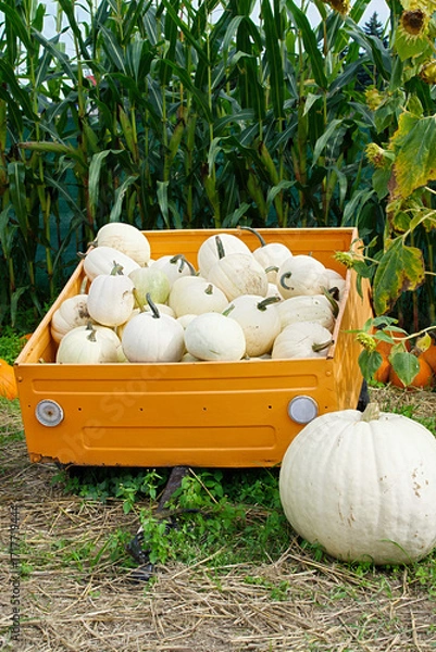 Fototapeta A yellow cart filled with white pumpkins against a cornfield