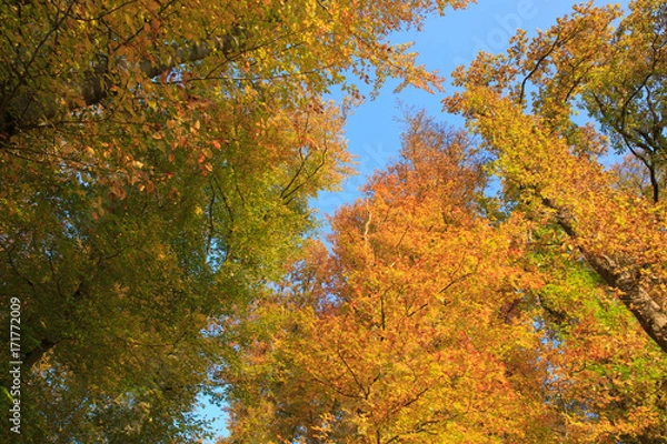 Fototapeta Autumn forest with colorful trees and sky.