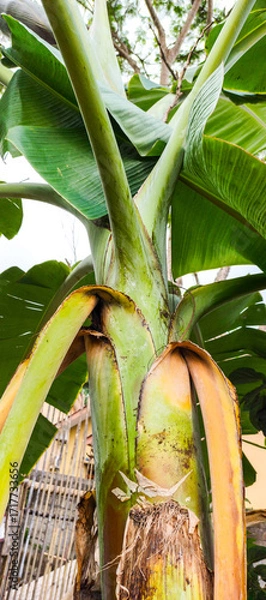 Fototapeta banana tree in the garden