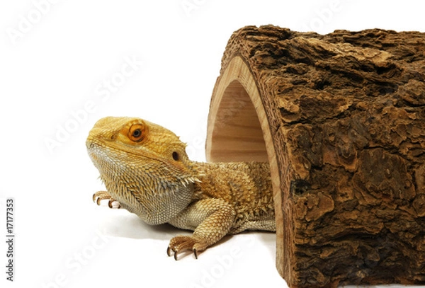 Obraz Bearded dragon