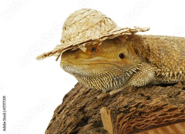 Obraz Bearded dragon with hat