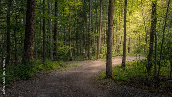 Obraz road in the woods