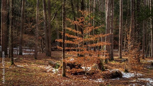 Obraz autumn in the woods
