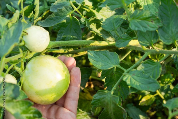 Fototapeta A hand holding a plant with unripe green tomatoes.