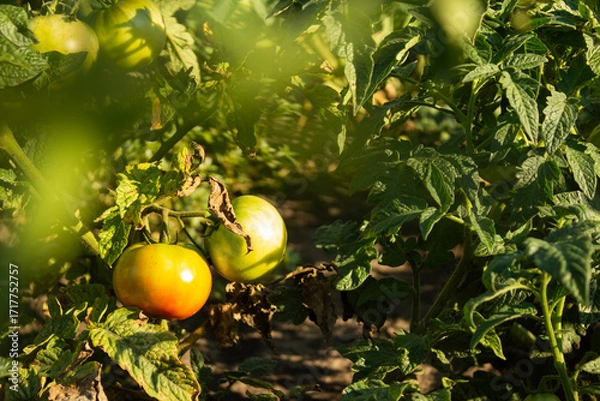 Fototapeta Completely green and slightly ripening tomatoes growing on bushes in a garden.