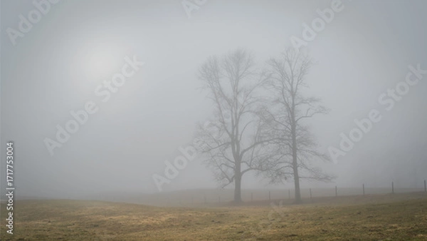 Obraz foggy morning in the forest
