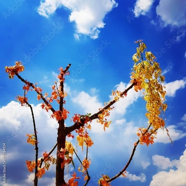 Obraz Tree with Yellow and Orange Leaves against a Blue Sky with Clouds