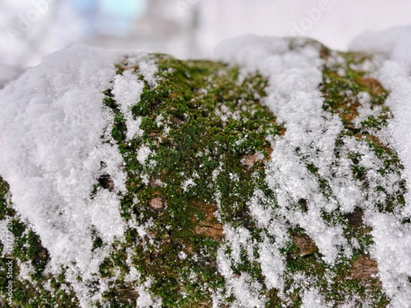 Fototapeta Macro Shot of Green Moss on Bark Covered with Fresh Snow