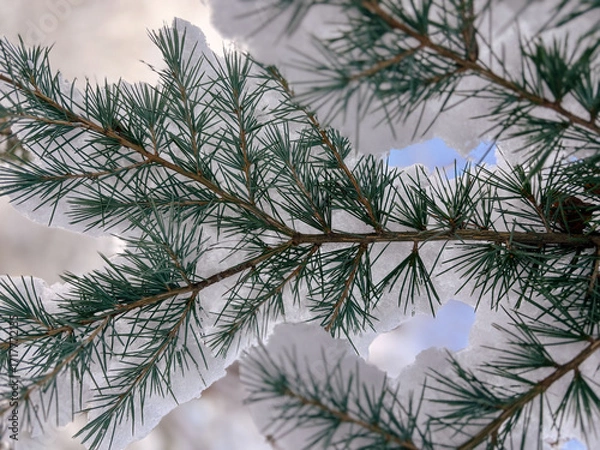 Fototapeta Delicate Pattern of Snow on Cedar Boughs in Winter