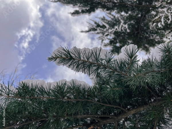 Fototapeta Close-up of Snowy Cedar Branches Under a Bright Winter Sky