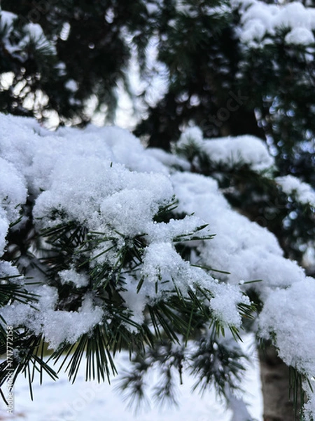Fototapeta Close-up of Fresh Snow on Pine Tree Needles in Winter