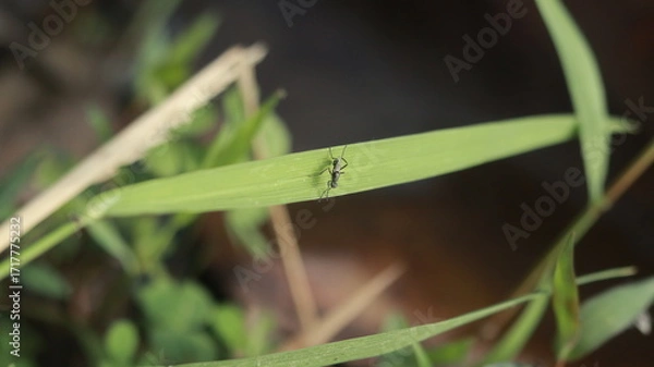 Fototapeta An ant perched on a green leaf