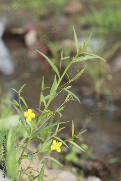 Obraz a yellow flower 