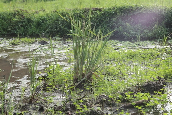 Obraz green rice field