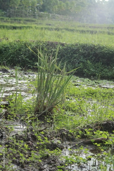 Obraz green rice field