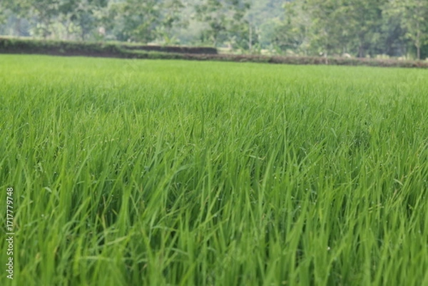 Obraz green rice field