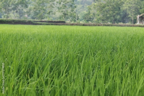 Obraz green rice field