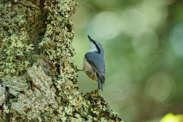 Obraz 北海道の野鳥