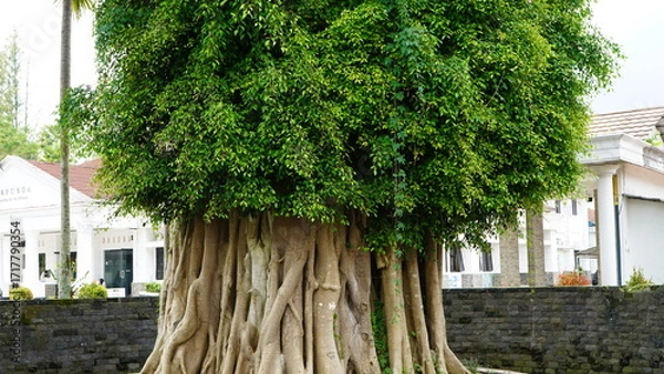 Fototapeta A large, unique tree with a massive trunk of intertwined roots in a park-like setting.