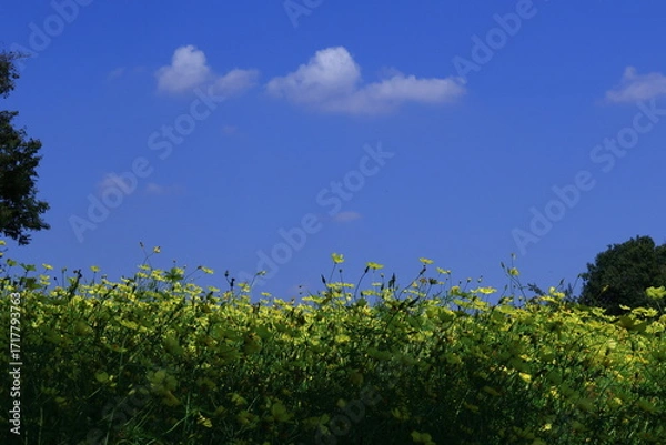 Fototapeta 秋風に揺れて咲く