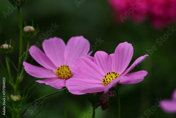 Fototapeta 秋風に揺れて咲く