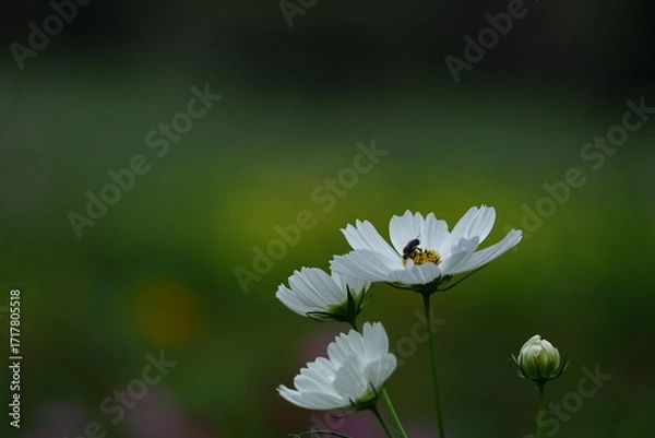 Fototapeta 秋風に揺れて咲く