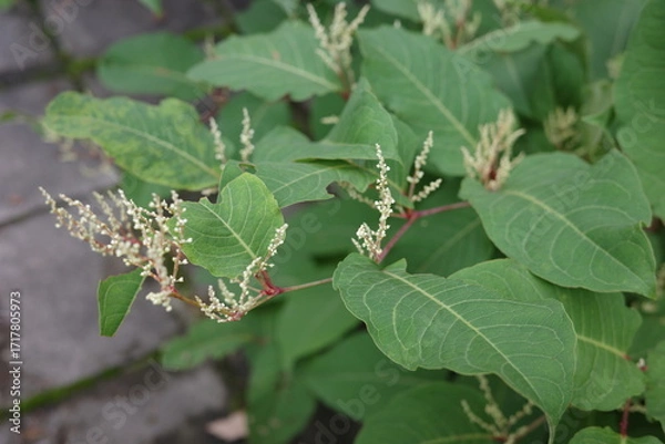 Obraz 夏になると、河原や道端に群生するイタドリが、白く小さな花を穂状につけます。