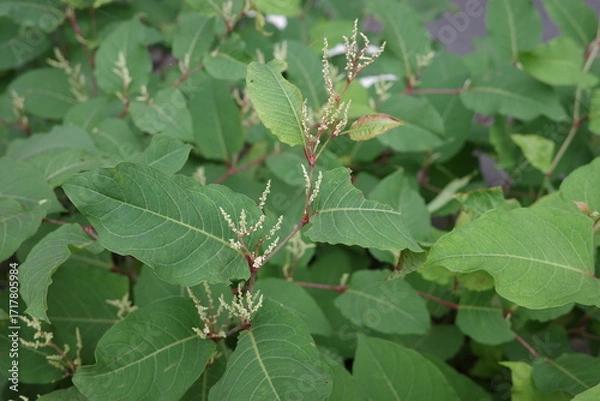 Obraz 夏になると、河原や道端に群生するイタドリが、白く小さな花を穂状につけます。