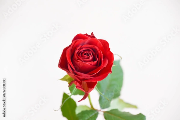 Fototapeta 赤い薔薇